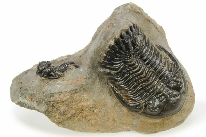 Detailed Hollardops Trilobite With Gerastos - Ofaten, Morocco #223715